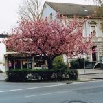 Das alte Pastorat mit dem Haus der Kirche um 1990.