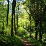 Die Sonne scheint durch das Blätterdach des Waldes auf den Bergischen Wanderweg